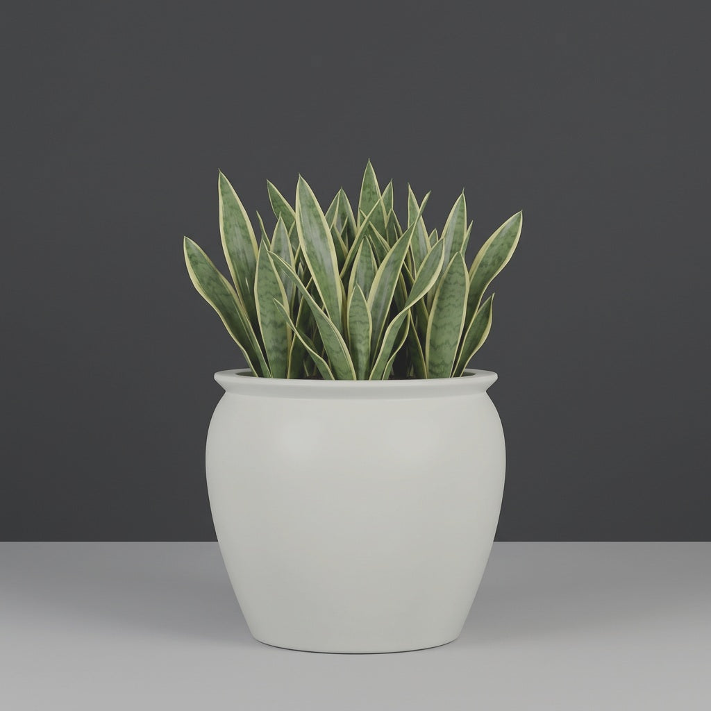 Shanghai Fishbowl fiberglass planter in Matte Cement Grey, planted with cluster of snake plants, studio