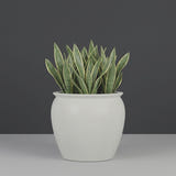 Shanghai Fishbowl fiberglass planter in Matte Cement Grey, planted with cluster of snake plants, studio