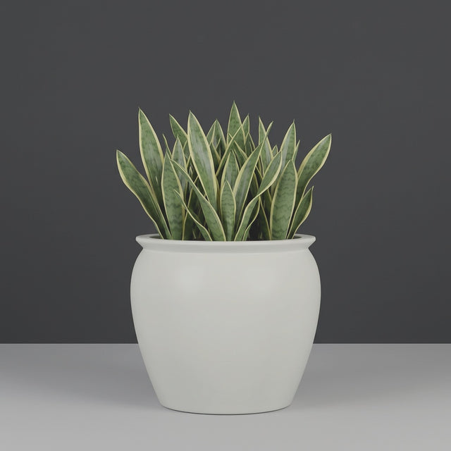 Shanghai Fishbowl fiberglass planter in Matte Cement Grey, planted with cluster of snake plants, studio