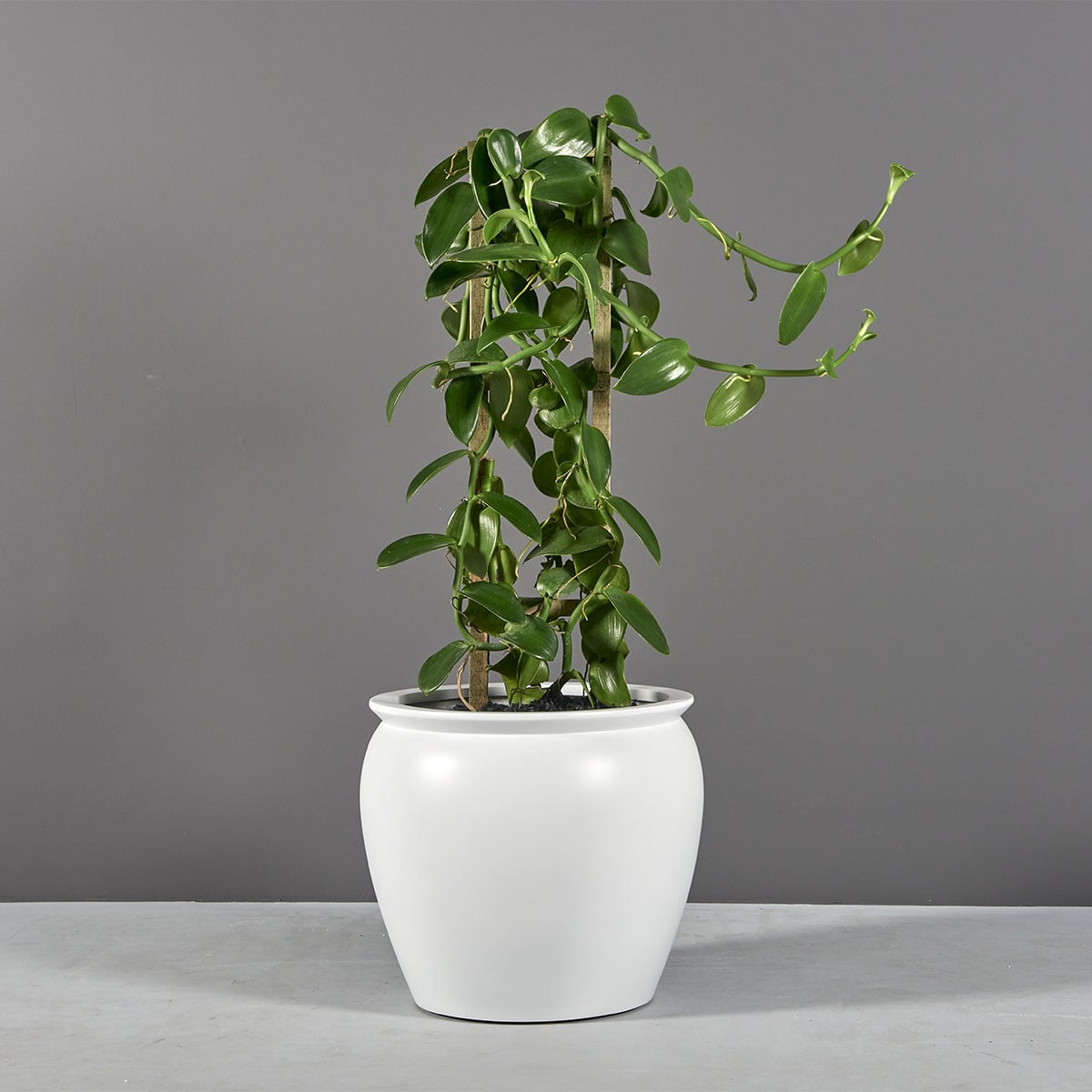 Shanghai fishbowl fiberglass planter, planted with a trailing vine