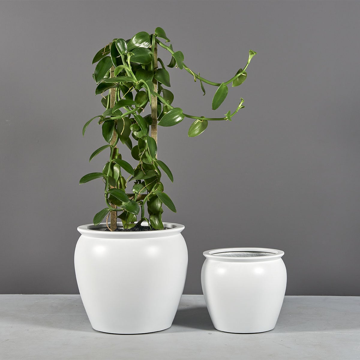 Shanghai fishbowl fiberglass planter, two sizes, the larger planted with a trailing vine