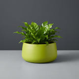 Short Hayden Bowl fiberglass planter in Satin Green, planted with compact bird's-nest fern, studio