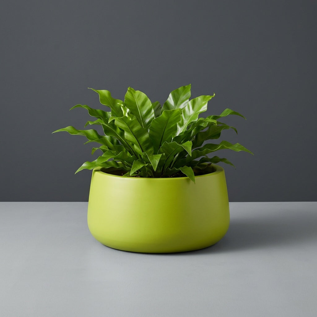Short Hayden Bowl fiberglass planter in Satin Green, planted with compact bird's-nest fern, studio