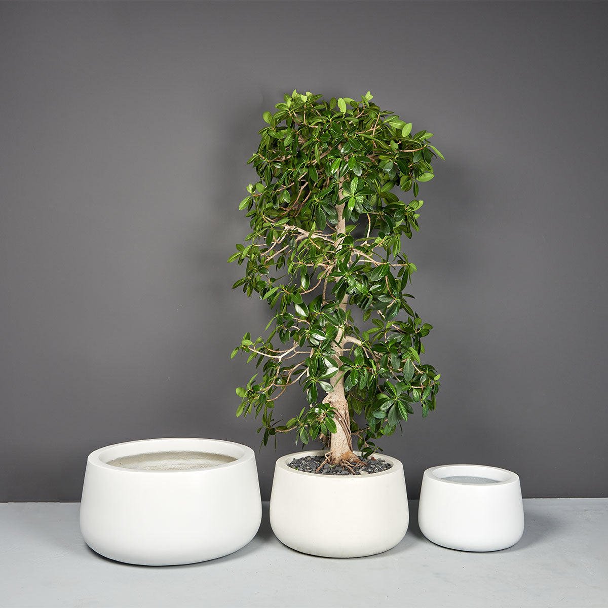 Short Hayden bowl fiberglass planter, three sizes, the middle one planted with a ficus