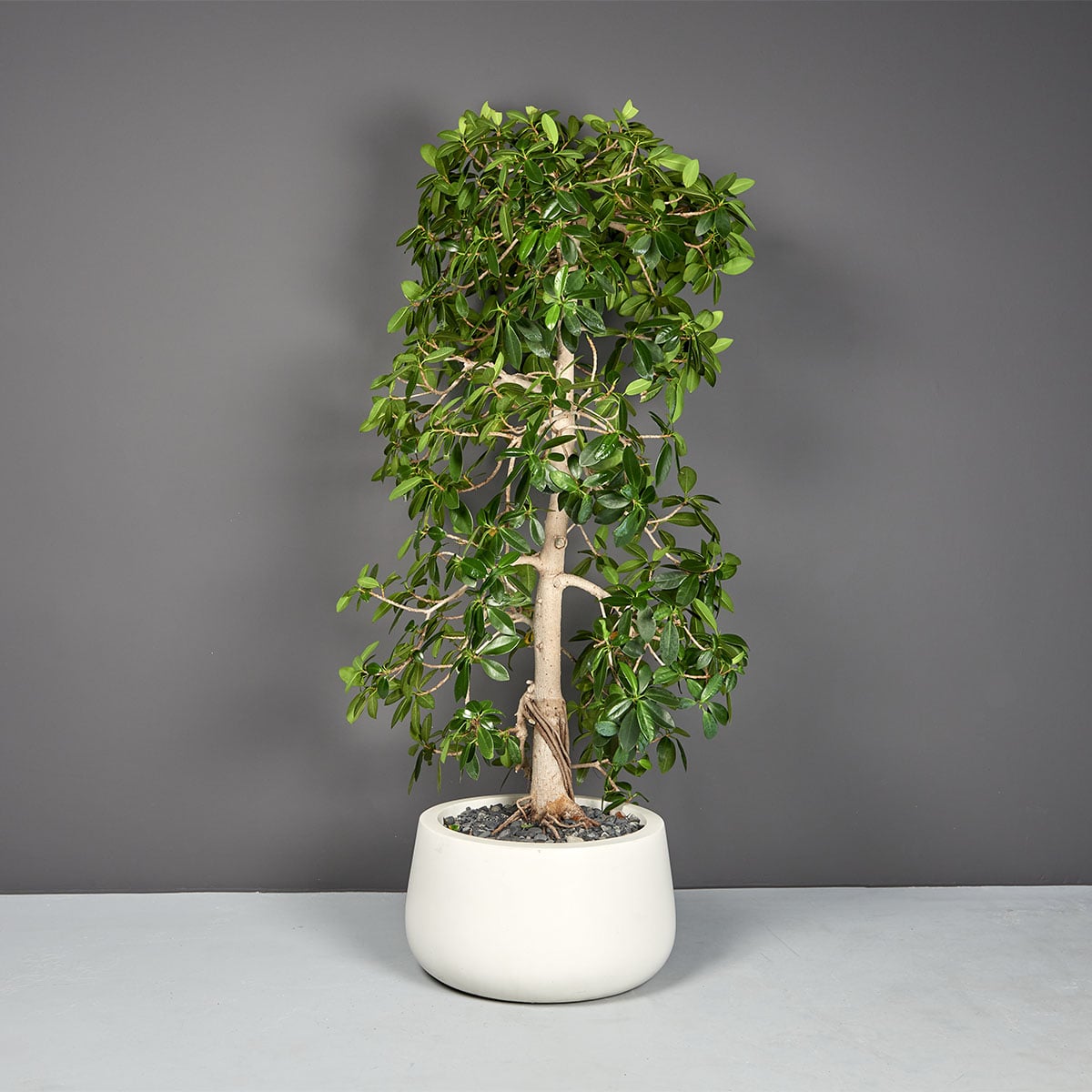 Short Hayden bowl fiberglass planter, planted with a ficus
