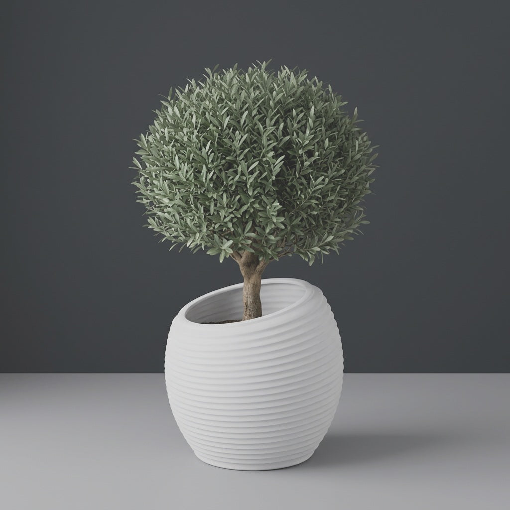 Spiral Round fiberglass planter in Matte Bright White, planted with an olive tree with a clipped rounded canopy on a short woody trunk, studio
