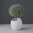 Spiral Round fiberglass planter in Matte Bright White, planted with an olive tree with a clipped rounded canopy on a short woody trunk, studio