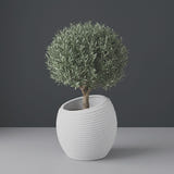 Spiral Round fiberglass planter in Matte Bright White, planted with an olive tree with a clipped rounded canopy on a short woody trunk, studio