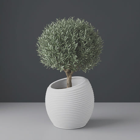Spiral Round fiberglass planter in Matte Bright White, planted with an olive tree with a clipped rounded canopy on a short woody trunk, studio