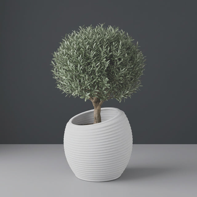 Spiral Round fiberglass planter in Matte Bright White, planted with an olive tree with a clipped rounded canopy on a short woody trunk, studio