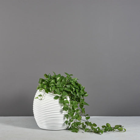 Spiral round fiberglass planter, planted with trailing ivy