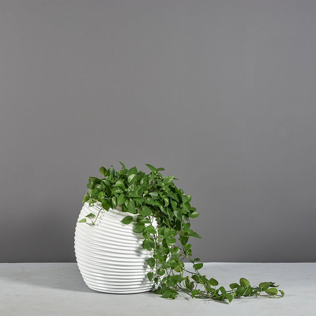 Spiral round fiberglass planter, planted with trailing ivy