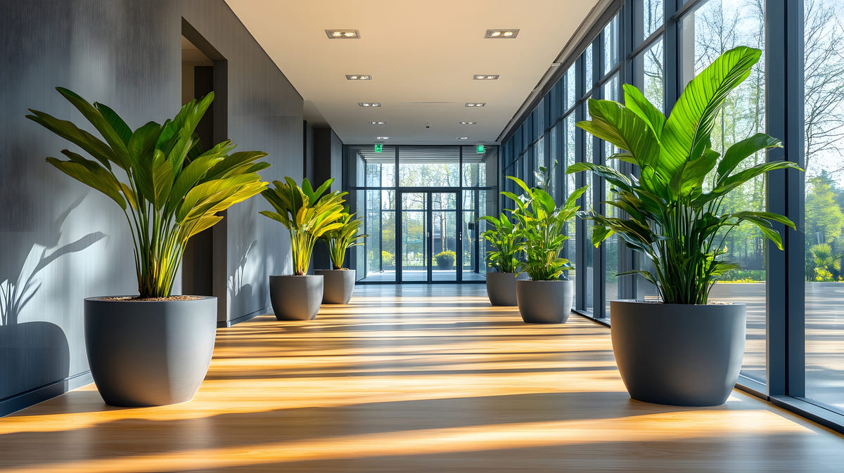 Tapered round planters with large-leaf foliage lining a sunlit office lobby corridor