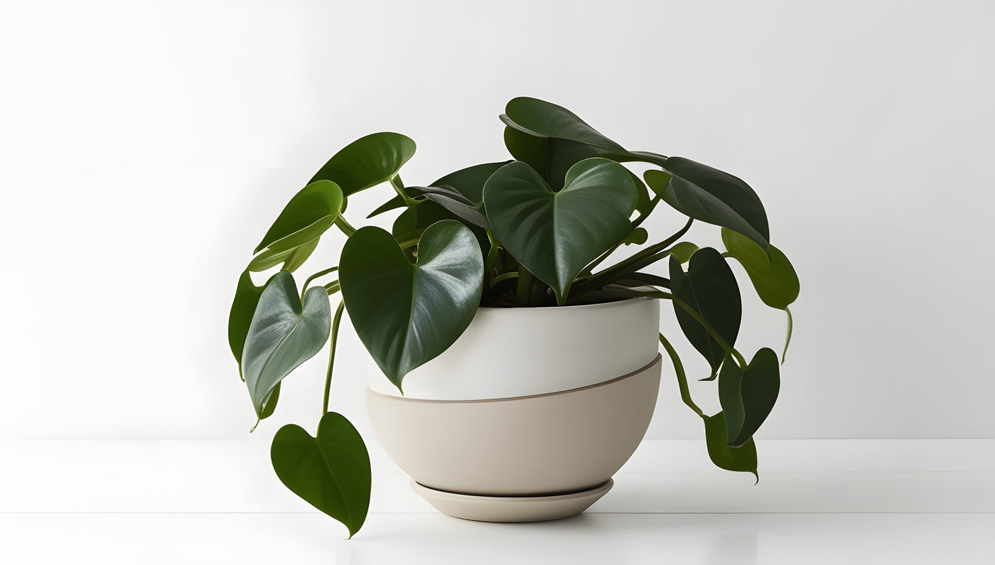 A curated arrangement of premium outdoor planters