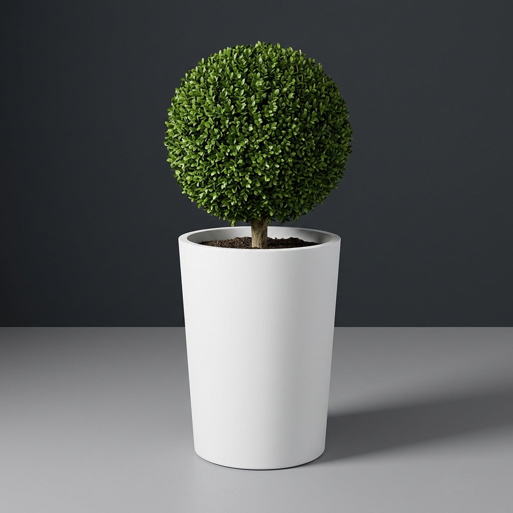 Tegel Round Tapered fiberglass planter in Matte Bright White, planted with clipped boxwood ball on a short trunk, studio