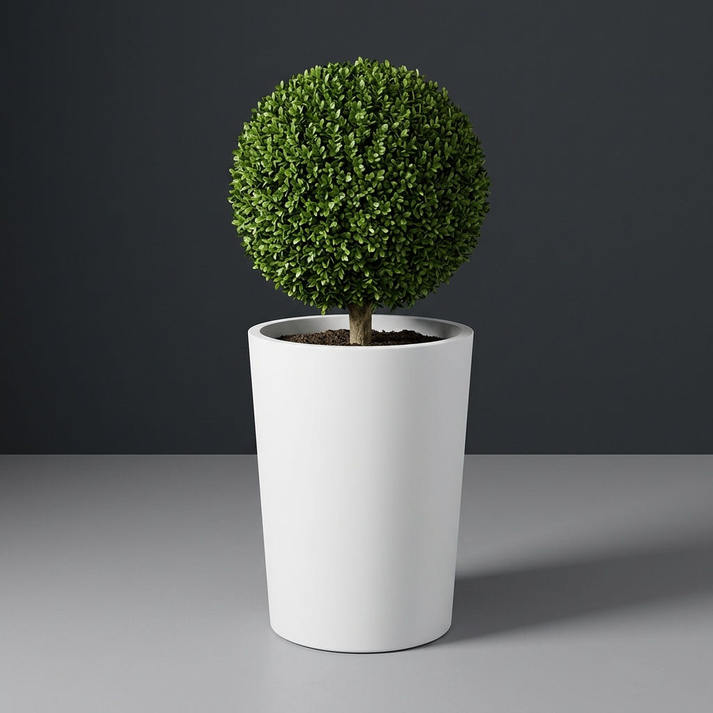 Tegel Round Tapered fiberglass planter in Matte Bright White, planted with clipped boxwood ball on a short trunk, studio