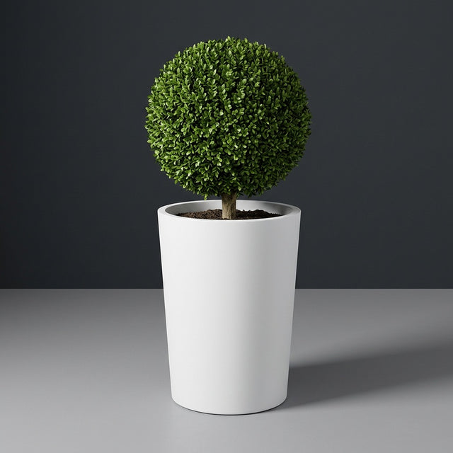 Tegel Round Tapered fiberglass planter in Matte Bright White, planted with clipped boxwood ball on a short trunk, studio