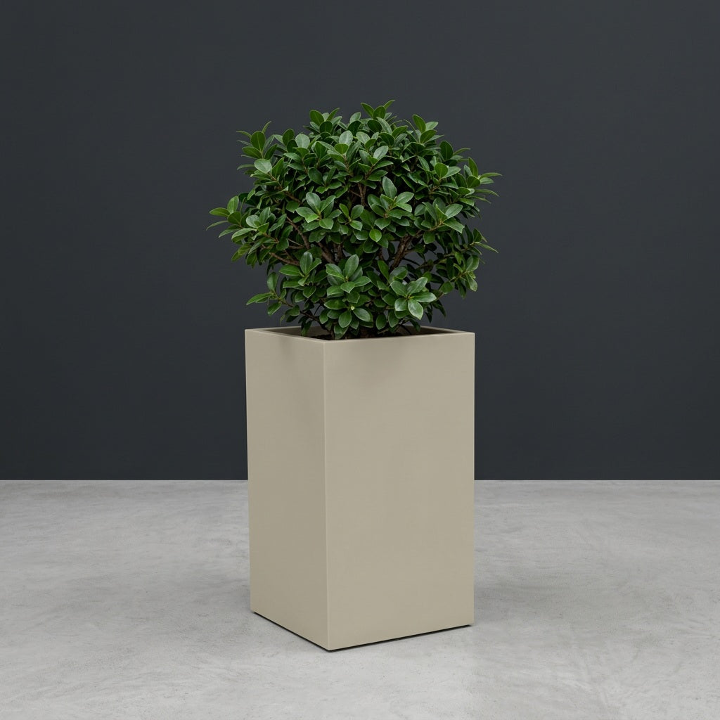 Tolga Corner fiberglass planter in Satin Beige, planted with compact ficus, studio