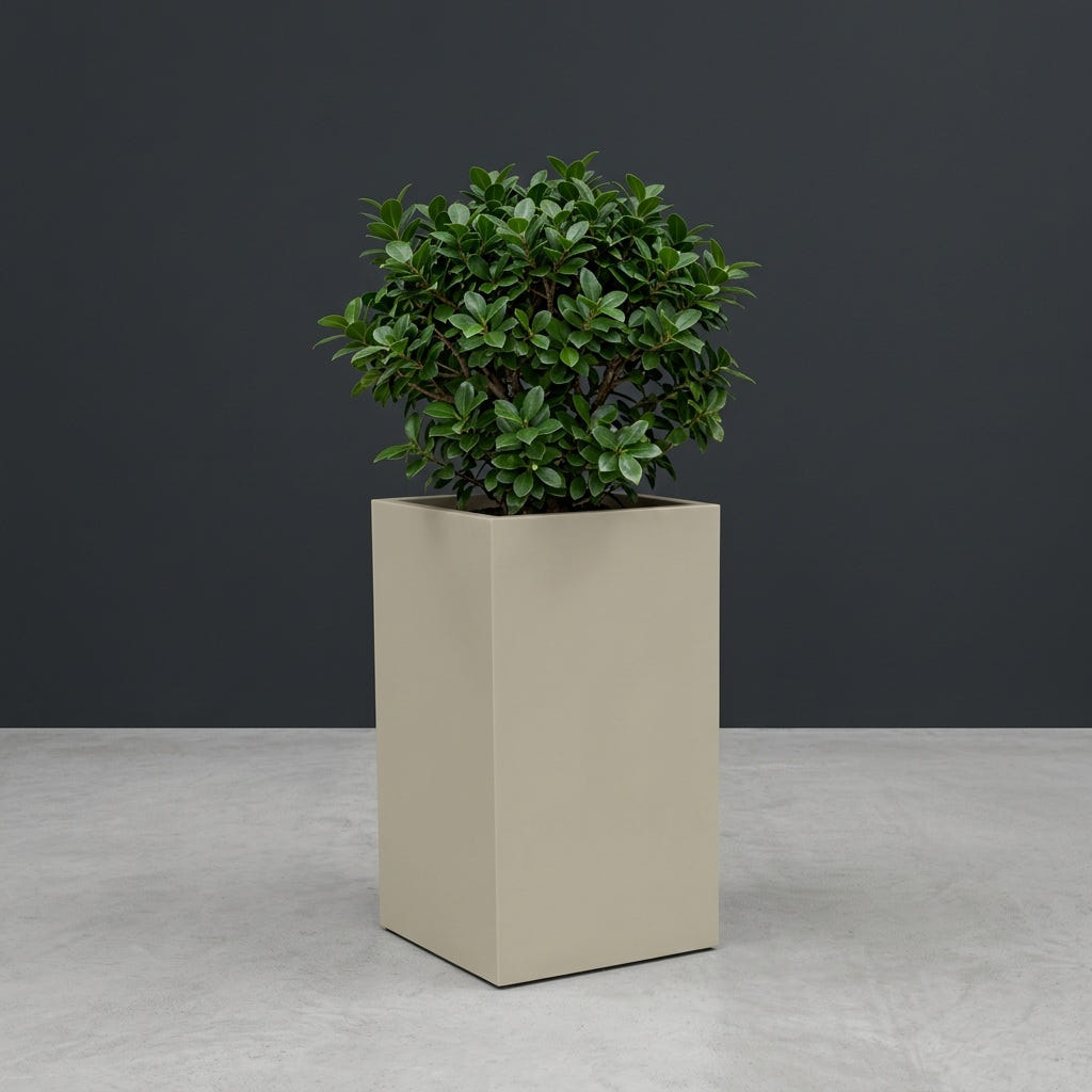 Tolga Corner fiberglass planter in Satin Beige, planted with compact ficus, studio