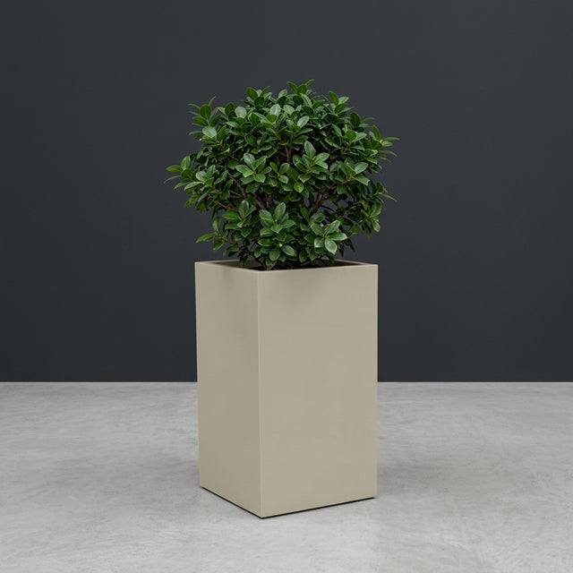 Tolga Corner fiberglass planter in Satin Beige, planted with compact ficus, studio