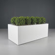 Torino Wide Rectangular fiberglass planter in Matte Bright White, planted with row of clipped boxwood balls on short trunks, studio