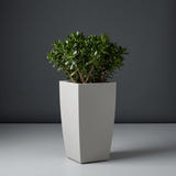 Toulan Tapered Square fiberglass planter in Matte Cement Grey, planted with compact jade plant, studio