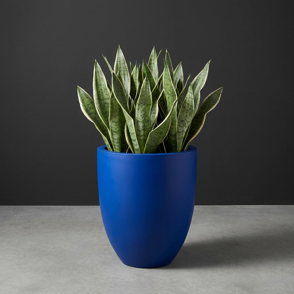 Valencia Tapered Round fiberglass planter in Matte Cobalt Blue, planted with cluster of snake plants, studio