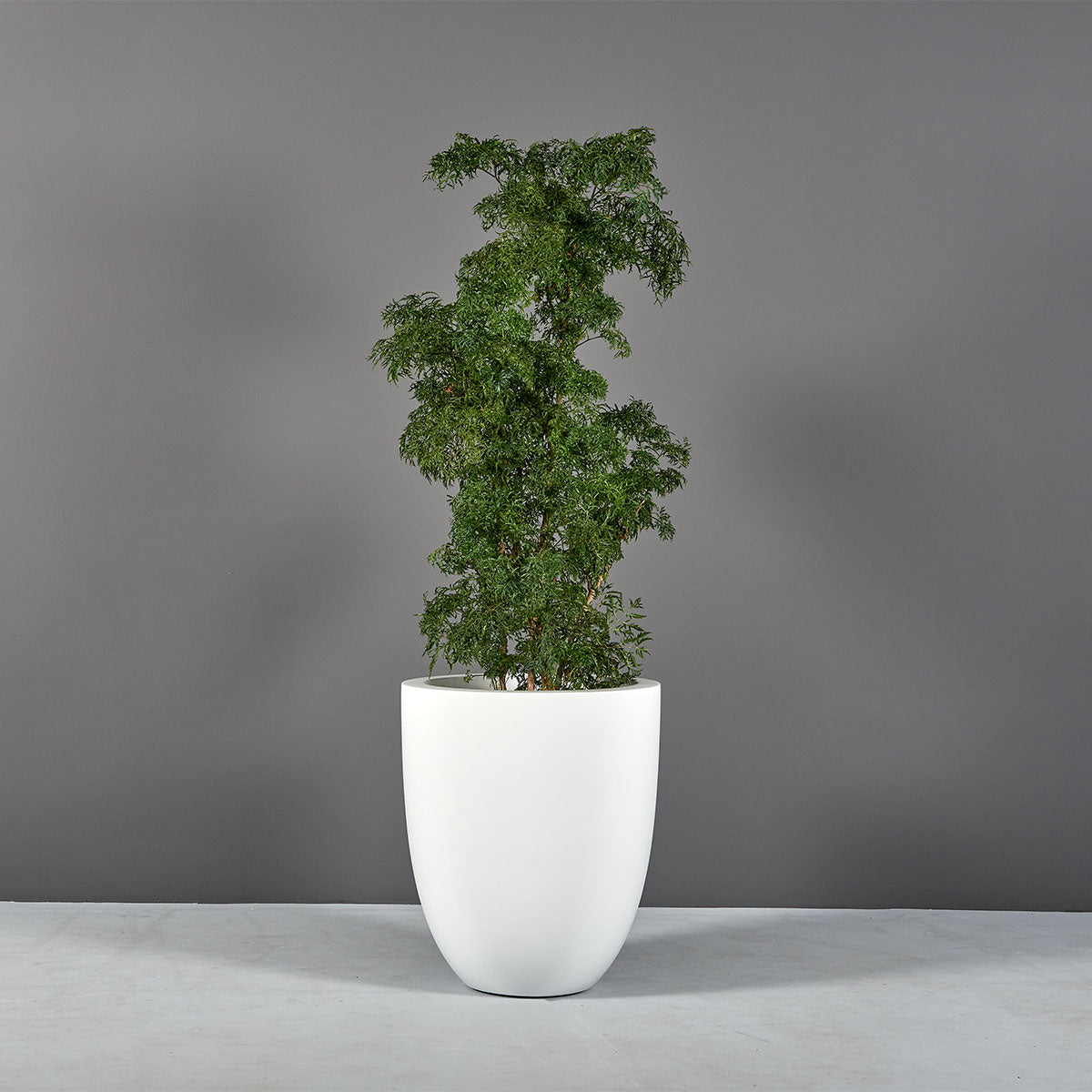 Valencia tapered round fiberglass planter, planted with a tall shrub