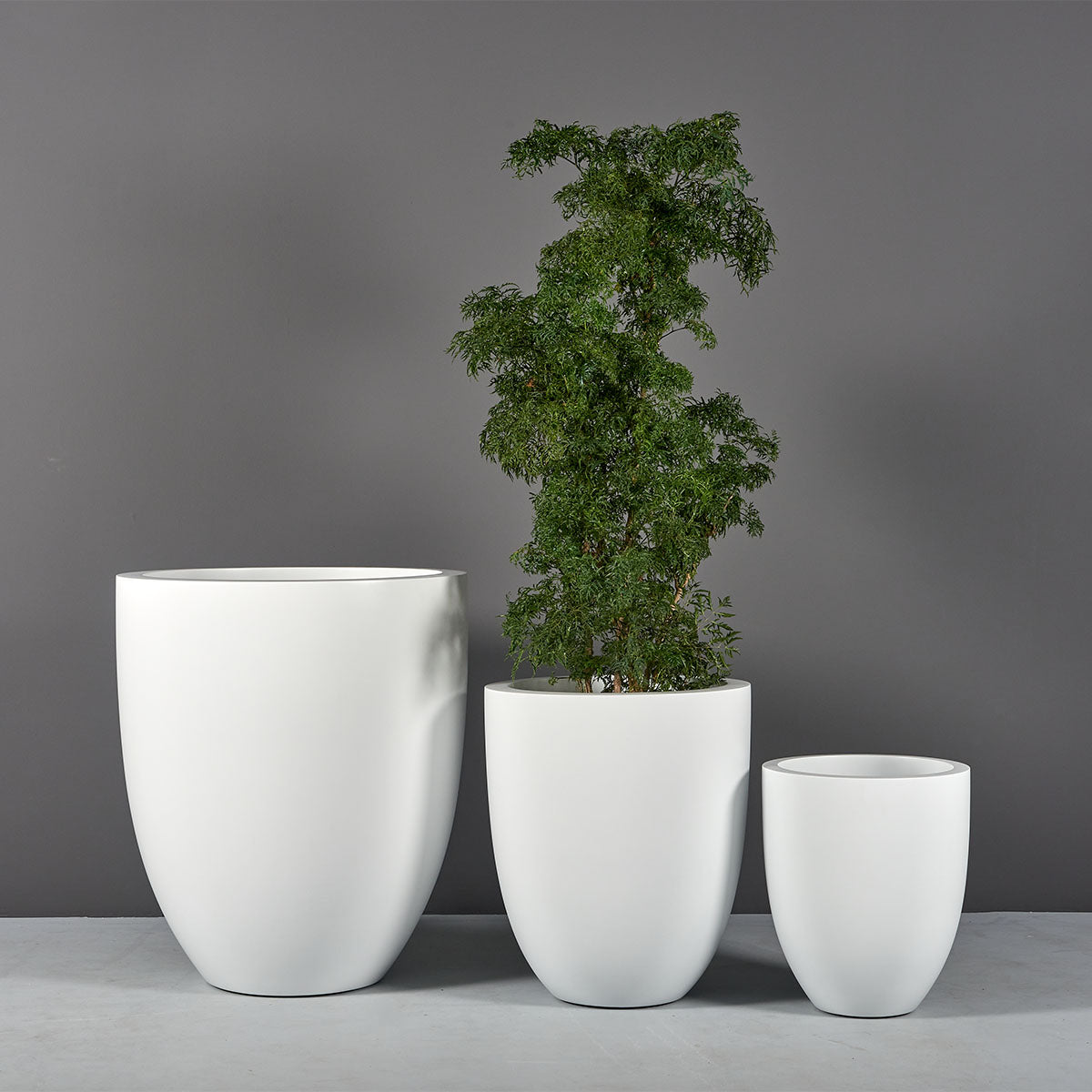 Valencia tapered round fiberglass planter, three sizes, the middle one planted with a tall shrub
