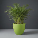 Wannsee Round fiberglass planter in Satin Green, planted with an areca palm, studio