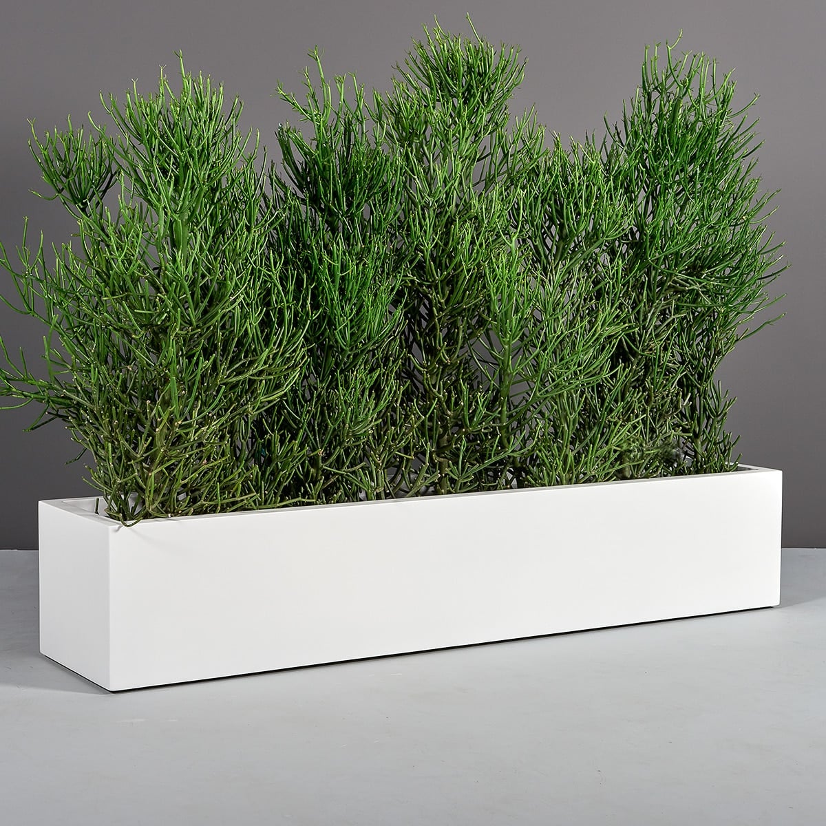 Cuba Low Rectangular Planter, in real life
